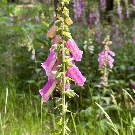 Hébergement de vacances Woodland Plot Putten
