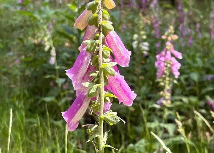 Сasa de vacaciones Woodland Plot Putten