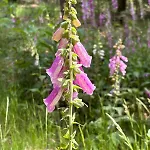 度假居 Woodland Plot 皮滕