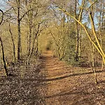 Woodland Plot * 皮滕